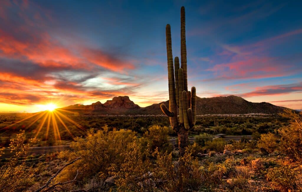 saguaro sunset Phoenix